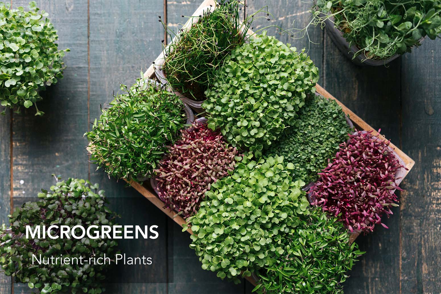 Nutrient-rich Plants : Microgreens